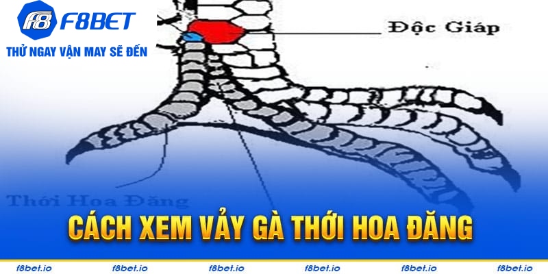 Xem vảy gà thới hoa đăng như thế nào?